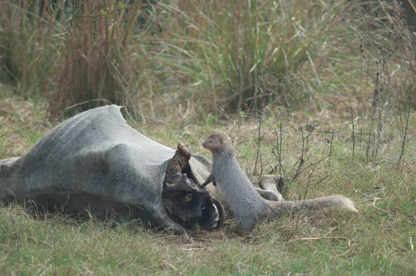 Indian grey mongoose Herpestes edwardsii next to a dead zebu. — Stock Photo, Image