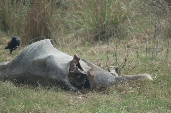 Mangosta gris india Herpestes edwardsii junto a un zebú muerto. —  Fotos de Stock