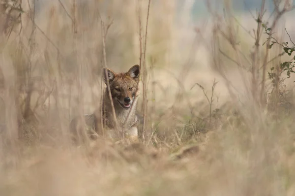 Golden jackal Canis aureus indicus in Keoladeo Ghana National Park. — стокове фото