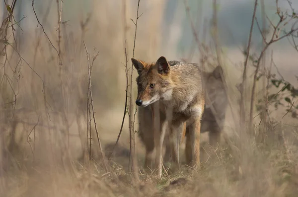 Golden jackals in Keoladeo Ghana National Park. — Stock Photo, Image