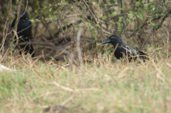 Cuervo de pico grande Corvus macrorhynchos entre la vegetación. —  Fotos de Stock