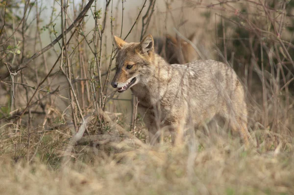 Chacal dorado Canis aureus indicus en el Parque Nacional Keoladeo Ghana. — Foto de Stock