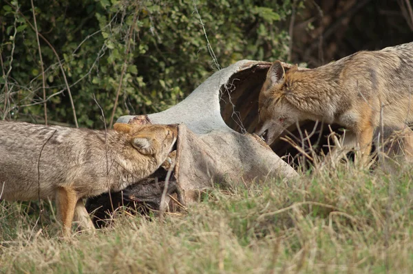 Χρυσά τσακάλια Canis aureus indicus τρώει ένα νεκρό zebu. — Φωτογραφία Αρχείου