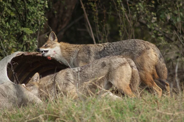 Golden jackals Canis aureus indicus eating a dead zebu.