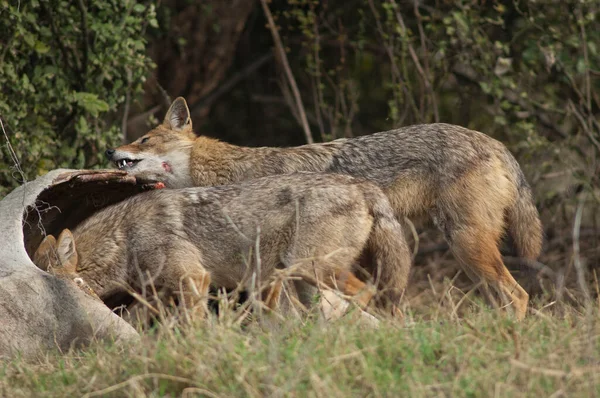 Chacales dorados Canis aureus indicus comiendo un zebú muerto. — Foto de Stock