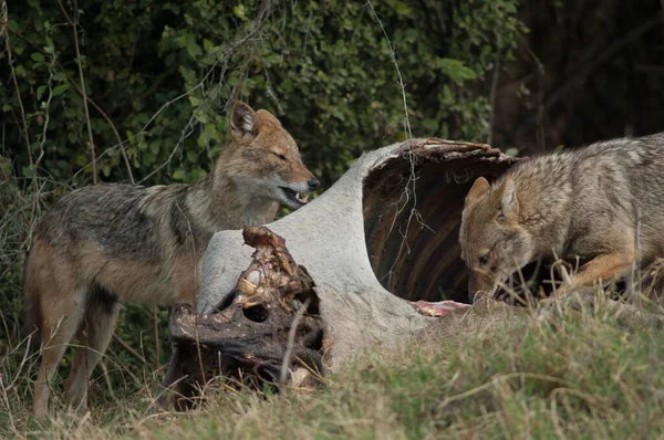 Golden jackals Canis aureus indicus eating a dead zebu. — Stock Photo, Image