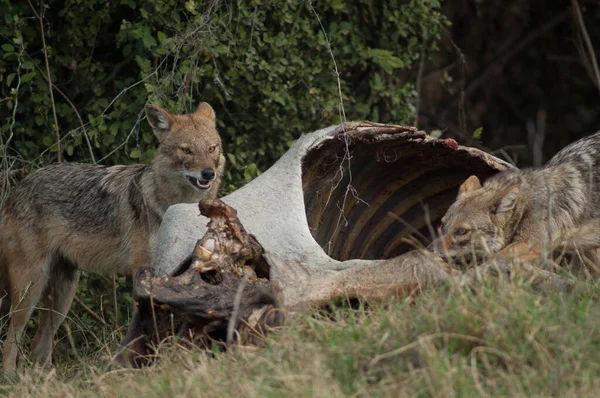 Chacales dorados Canis aureus indicus comiendo un zebú muerto. — Foto de Stock
