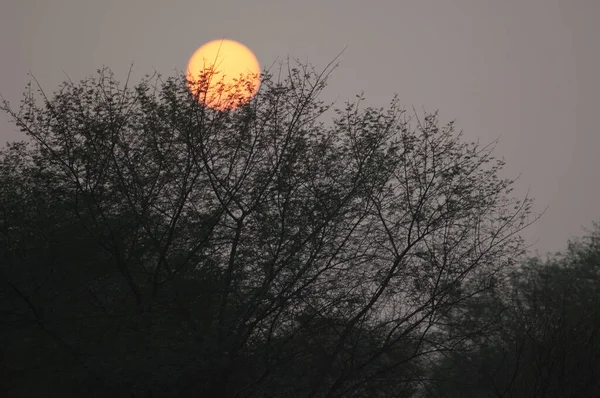 Pôr do sol no Parque Nacional Keoladeo Gana em Bharatpur. — Fotografia de Stock
