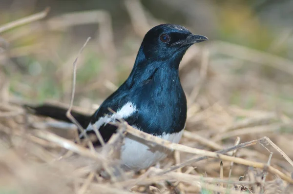 Muž orientální straka robin na zemi. — Stock fotografie