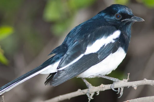 Muž orientální straka robin na větvi. — Stock fotografie