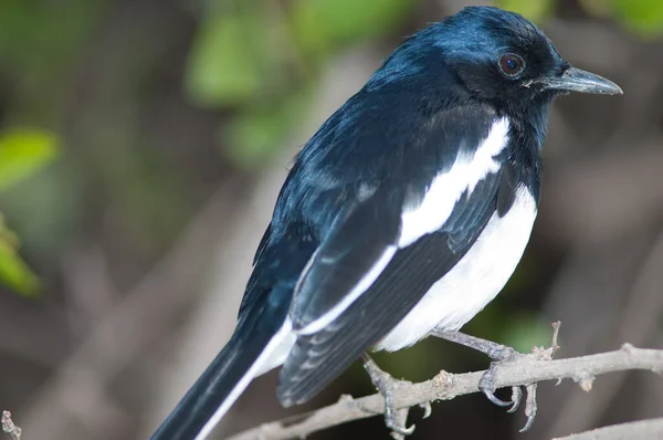 Muž orientální straka robin na větvi. — Stock fotografie