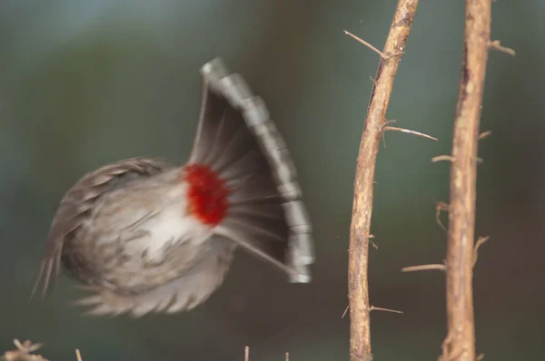 Bulbul Pycnonotus merah-vented cafer mengambil penerbangan dari cabang. — Stok Foto