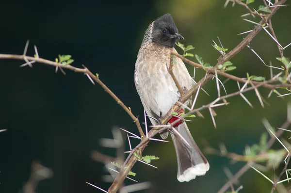 Red-vented bulbul Pycnonotus cafer perched on a Vachellia nilotica. — Stock Photo, Image
