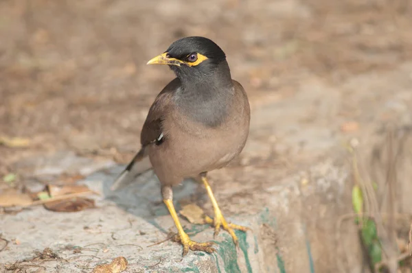 Frecuentes myna Acridotheres tristis en una pared. — Foto de Stock