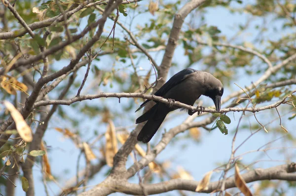 Hauskrähe Corvus splendens auf einem Ast. — Stockfoto