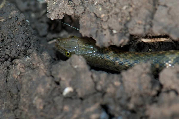 Checkered keelback Xenochrophis piscator on the ground. — Stock Photo, Image