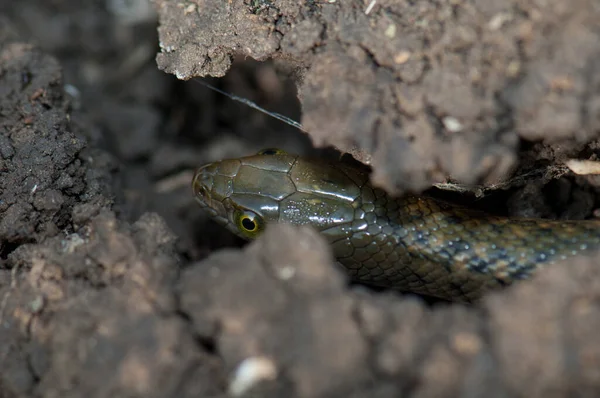 Checkered keelback Xenochrophis piscator on the ground. — Stock Photo, Image