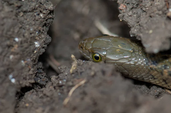 Piscador de Xenochrophis de quilla a cuadros en el suelo. — Foto de Stock