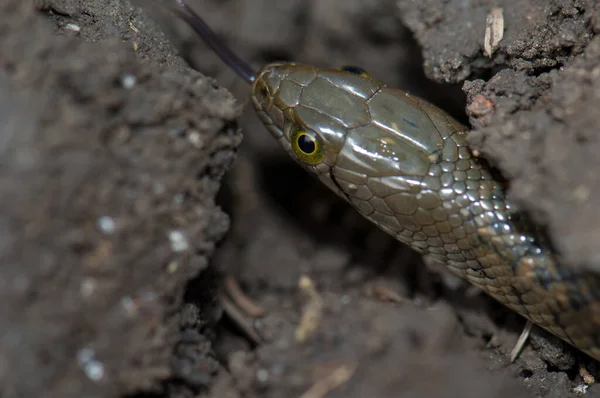 Piscador de Xenochrophis de quilla a cuadros en el suelo. — Foto de Stock