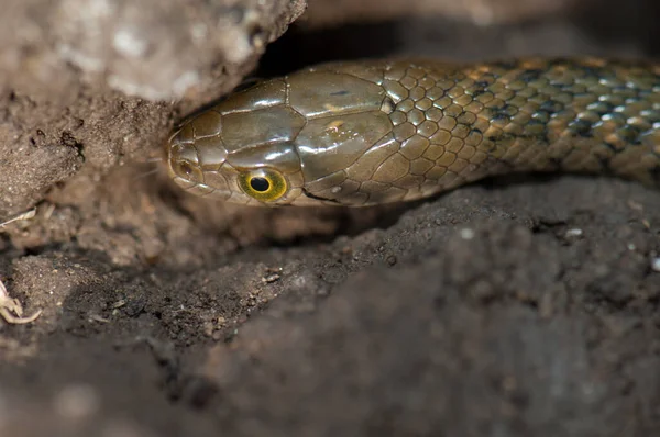 Piscador de Xenochrophis de quilla a cuadros en el suelo. — Foto de Stock