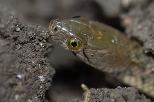 Piscador de Xenochrophis de quilla a cuadros en el suelo. — Foto de Stock