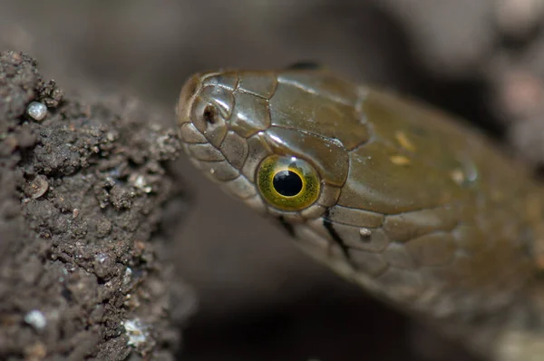 Schachbrettkielrücken Xenochrophis piscator auf dem Boden. — Stockfoto