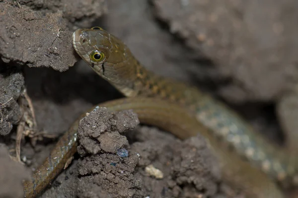 Sprawdzany keelback Piscator Xenochrophis na ziemi. — Zdjęcie stockowe