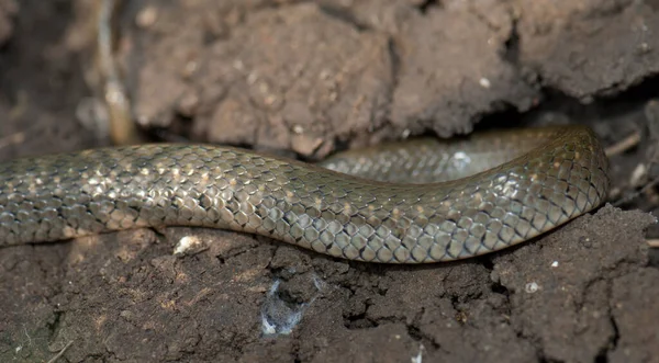 Corps du quillard à carreaux Xenochrophis piscator au sol. — Photo