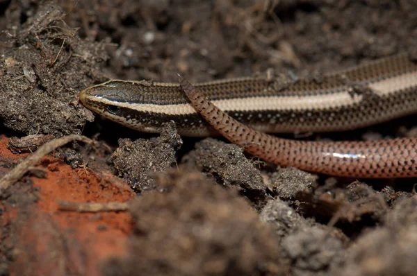 Bronze scinque Eutropis macularia sur le sol. — Photo