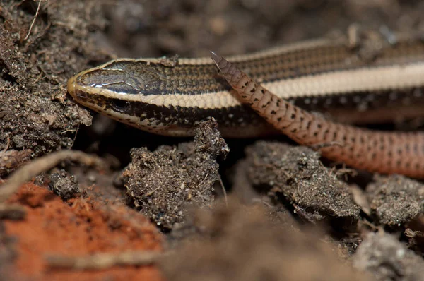 Bronz çimenler Eutropis macularia 'yı yere seriyor..