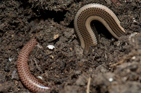 Corpo e coda di bronzo erba skink. — Foto Stock