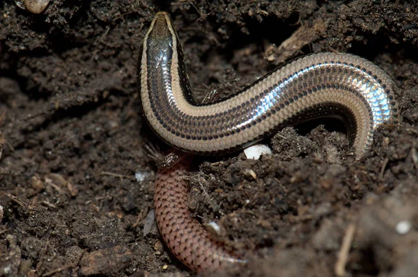 Skink hierba de bronce Eutropis macularia en el suelo. — Foto de Stock