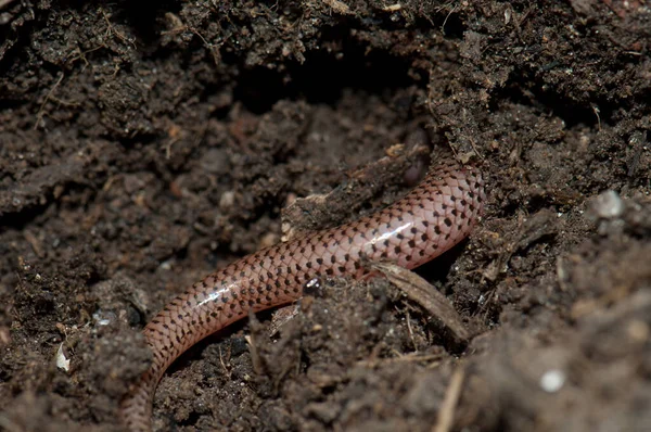 Cola de hierba de bronce skink Eutropis macularia. — Foto de Stock