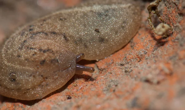 Leatherleaf slug nel Parco Nazionale del Keoladeo Ghana. — Foto Stock