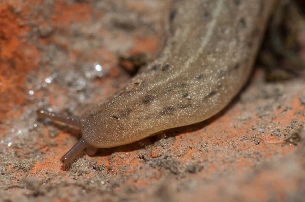 Babosa de hoja de cuero en el Parque Nacional Keoladeo Ghana. — Foto de Stock