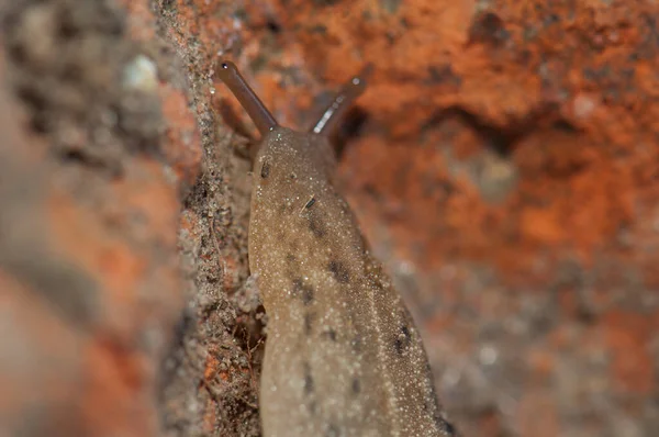 Babosa de hoja de cuero en el Parque Nacional Keoladeo Ghana. — Foto de Stock