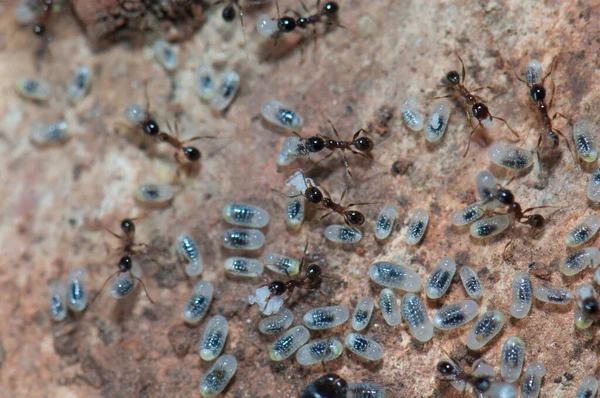 Ants tending eggs and larvae on the ground. — Stock Photo, Image