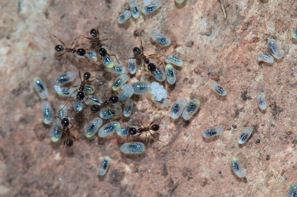 Ants tending eggs and larvae on the ground. — Stock Photo, Image