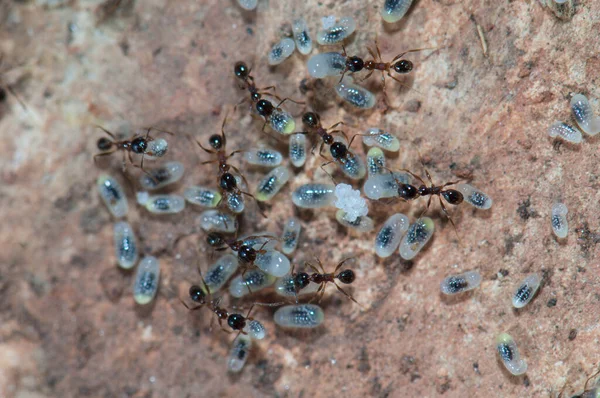 Semut memelihara telur dan larva di tanah. — Stok Foto