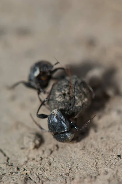 Two dung beetles fighting over a ball of dung. — Stock Photo, Image