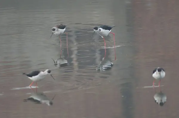 Czarne szczudły Himantopus himantopus na stawie. — Zdjęcie stockowe