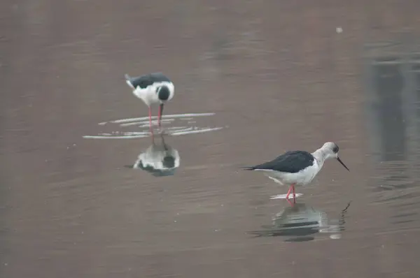 Czarne szczudły Himantopus himantopus na stawie. — Zdjęcie stockowe