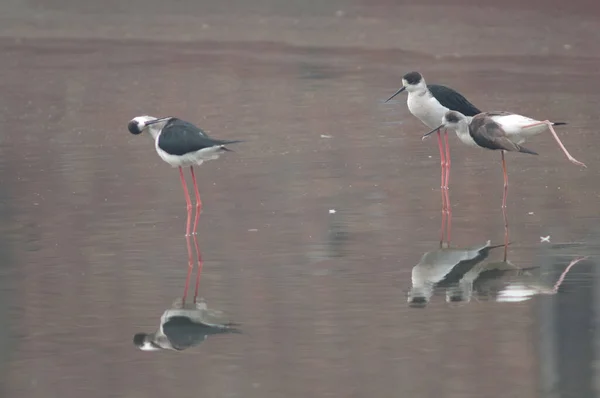 Czarne szczudły Himantopus himantopus na stawie. — Zdjęcie stockowe