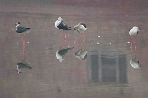 Black-winged stilts Himantopus himantopus and window reflected in a pond. — Stock Photo, Image