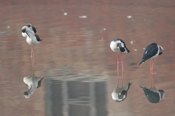 Czarne szczudła Himantopus himantopus preening i okno odbite w stawie. — Zdjęcie stockowe