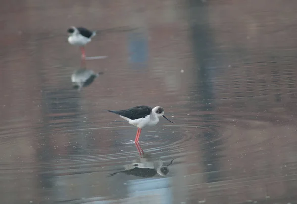 O Himantopus himantopus está numa lagoa com asas negras.. — Fotografia de Stock