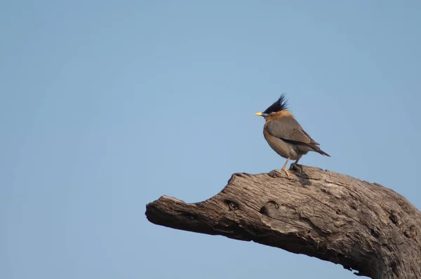 Brahminy starling Sturnia pagodarum na kmeni stromu. — Stock fotografie