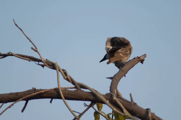 Rotbelüfteter bulbul Pycnonotus café preening auf einem Zweig. — Stockfoto