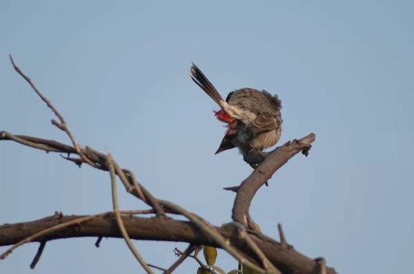 붉은 부리 불알 Pycnonotus cafer 가 나뭇가지 위에서 깃털을 다듬고 있다. — 스톡 사진
