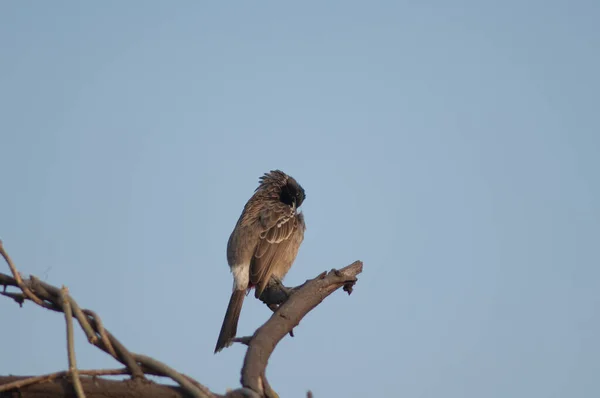 Red-vented bulbul Pycnonotus cafer preening em um ramo. — Fotografia de Stock